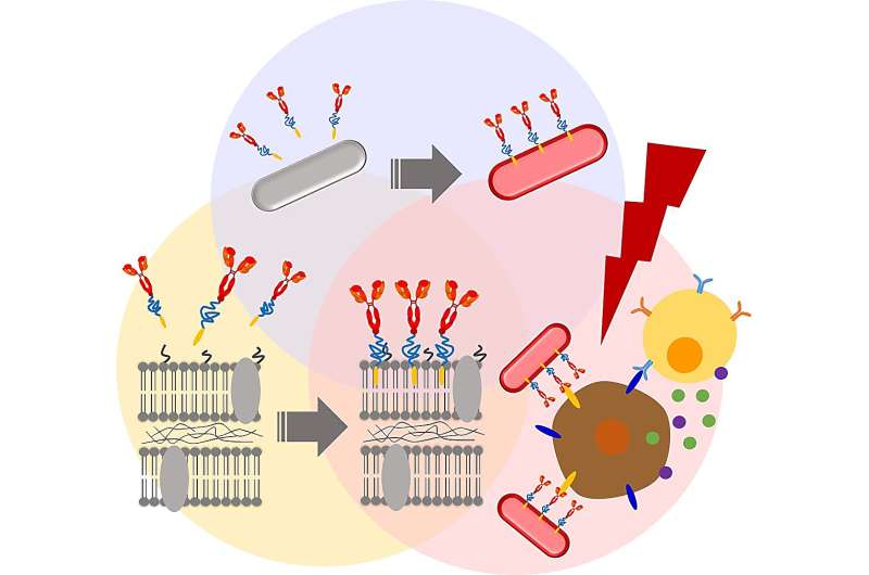 Functionalized Bacteria for Enhanced Cancer Therapy: A Novel Approach
