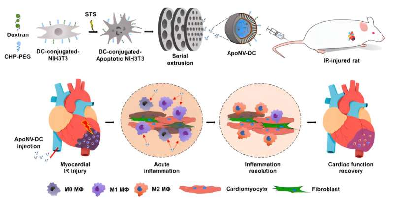Nanovesicle Therapy Shows Promise in Treating Myocardial Infarction