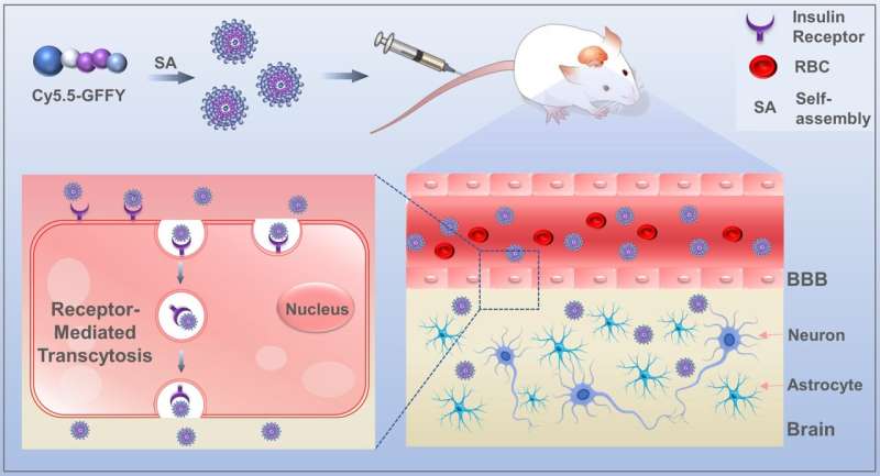 Novel Peptide GFFY Efficiently Crosses the Blood-Brain Barrier