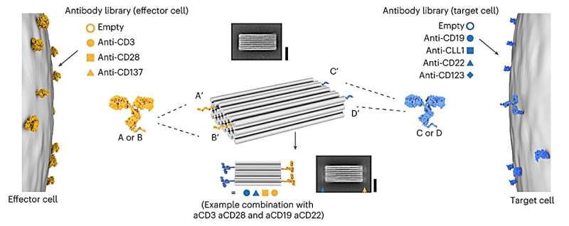 Antibody-DNA Conjugates for Targeted Cancer Therapy: A Novel Immune System Approach