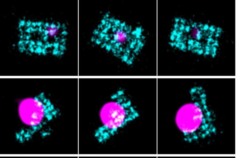 Novel Imaging Reveals DNA Base Pairing Strength