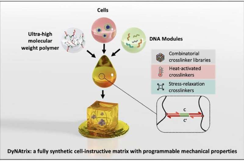 Programmable DNA Hydrogels: Revolutionizing Cell Culture & Personalized Medicine