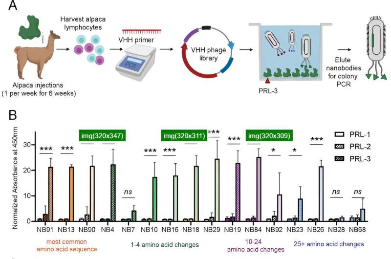 Nanobodies for Cancer Therapy: A Promising New Approach