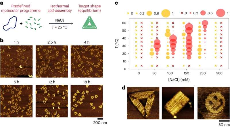 DNA Self-Assembly: Creating Complex Nanostructures with DNA Origami