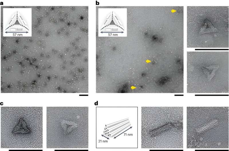 DNA Self-Assembly: Creating Complex Nanostructures with DNA Origami