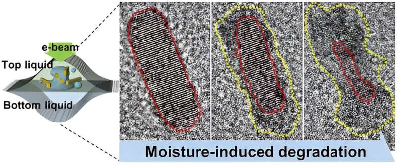 Water s Impact on Quantum Crystals: A New Degradation Mechanism Revealed