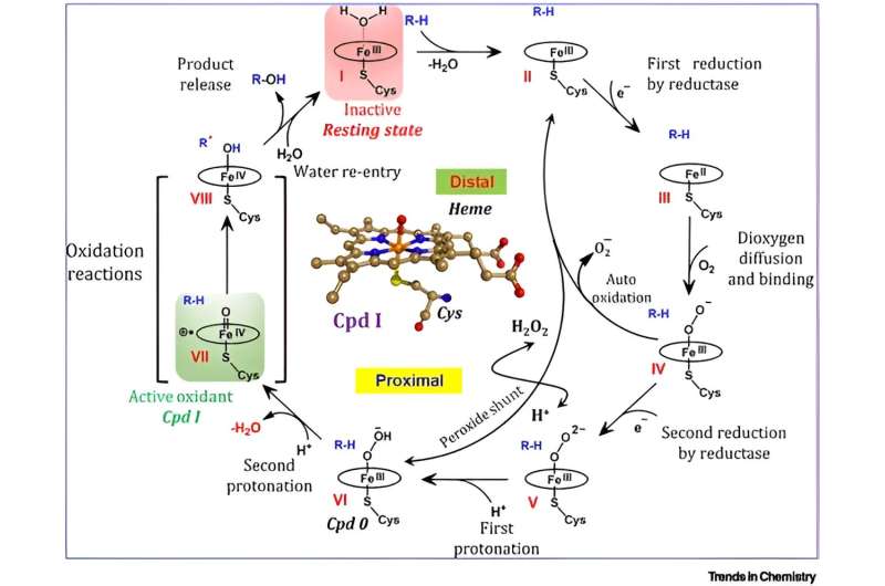 Nanomachines in Living Organisms: Cytochrome P450s as Soft Robots