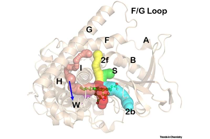 Nanomachines in Living Organisms: Cytochrome P450s as Soft Robots