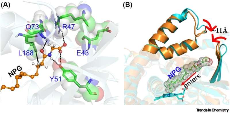 Nanomachines in Living Organisms: Cytochrome P450s as Soft Robots