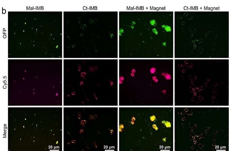 Novel Nano-Immune Magnetic Beads for Rapid SARS-CoV-2 Detection