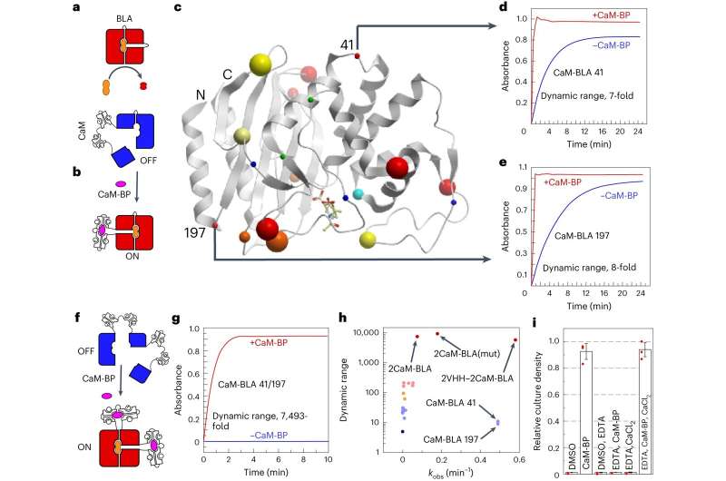 Novel Protein Nano-Switch Enables Rapid Diagnostic Test Development