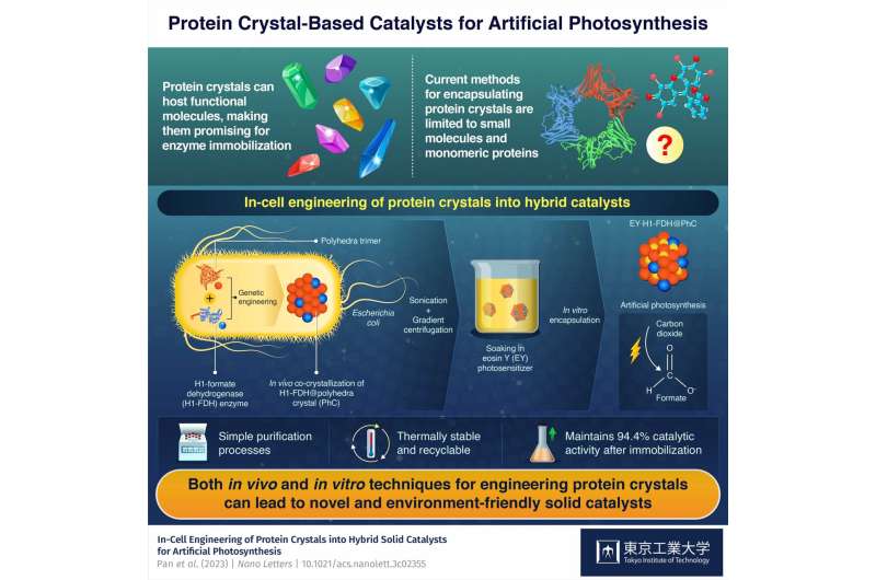 Engineering Protein Crystals in Bacteria for Enhanced Artificial Photosynthesis