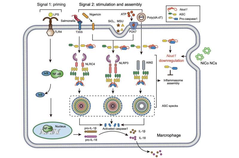 Inorganic Nanomaterials for Inflammasome Inhibition: A Broad-Spectrum Approach