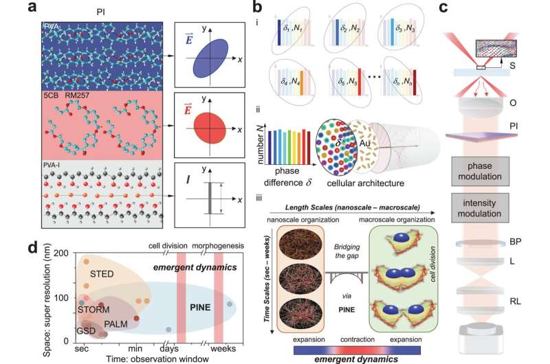 PINE Microscopy: Advanced Super-Resolution Imaging for Cell Division