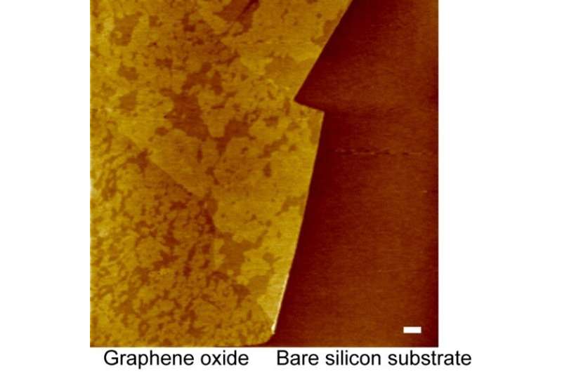 Lipid Rafts on Nanocarbon Surfaces: A Novel Study