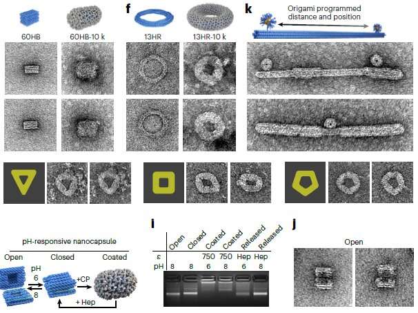 DNA Origami Breakthrough: Controlling Virus Assembly for Biomedical Applications