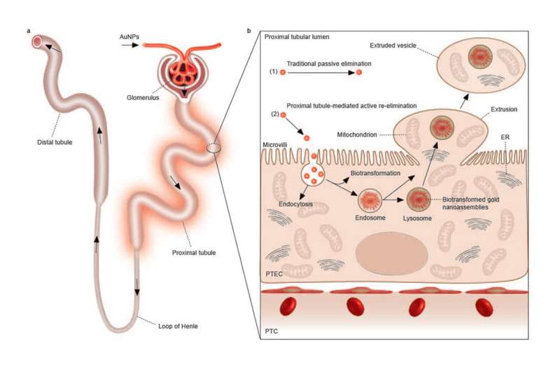 Kidney Cell Self-Renewal Mechanism Uncovered by Researchers