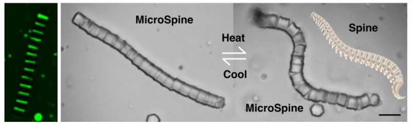 MicroSpine: Shape-Transforming Colloidal Assemblies for Targeted Drug Delivery