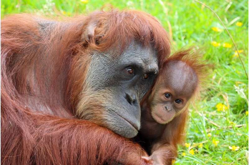 Malaysia s Orangutan Diplomacy: Concerns Raised Over New International Strategy