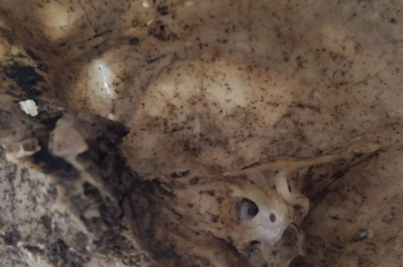 Ancient DNA Identifies 18 WWII Executed Civilians in Adele, Crete