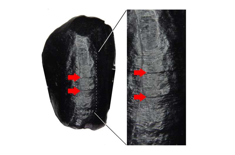 Neanderthal & Paleolithic Childhood Stress: New Insights from Enamel Studies
