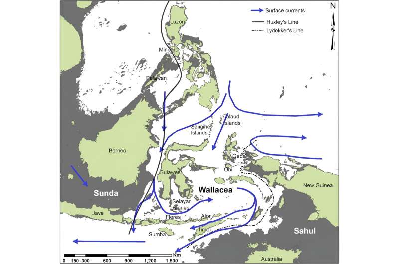 Ancient Timorese Discovery Challenges Australasian Human History