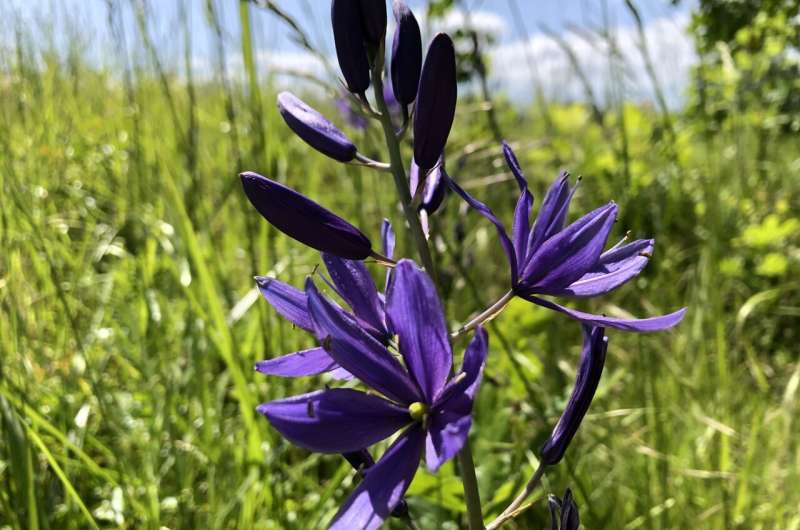 3,500-Year-Old Indigenous Camas Harvesting Practices Unearthed in Pacific Northwest
