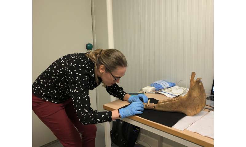 Ancient Horse Sacrifices Reveal Extensive Pagan-Christian Trade Networks in Europe