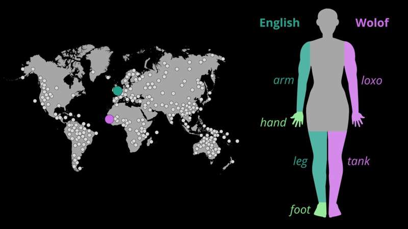 Decoding Body Part Language: New AI Algorithms Uncover Linguistic Universals