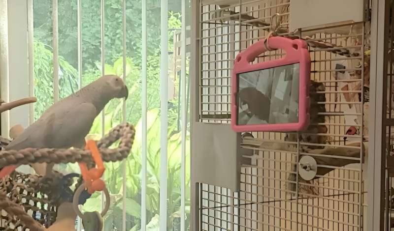 Weekly Science Highlights: Parrots, Human Wakefulness & Rare Earth Elements