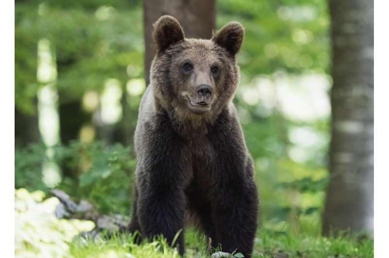 Understanding Female Preferences: Exploring the Viral  Bear vs. Man  Debate