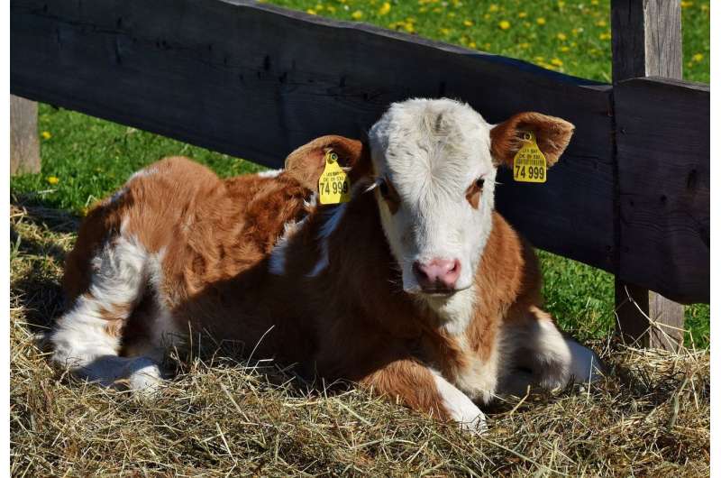 Sustaining Family Farms: Strategies for the Next Generation