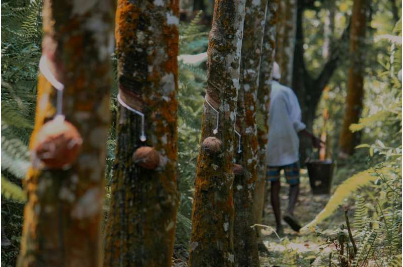 Global Factors Impacting Thailand s Natural Rubber Market