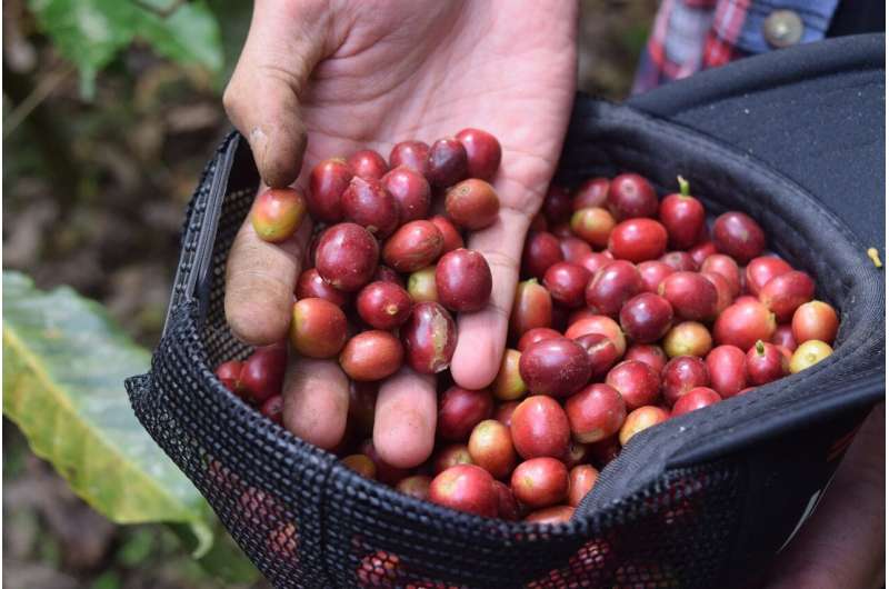 Coffee Price Volatility & Farmer Mental Health in Vietnam: A New Study