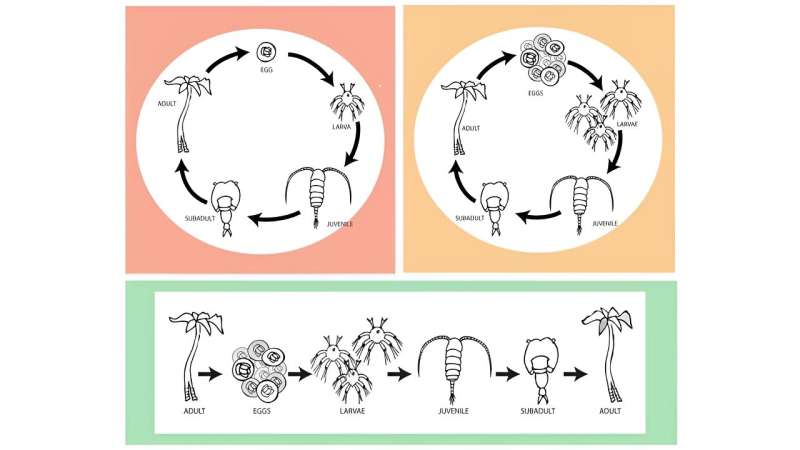 Improving Clarity in Life Cycle Diagrams for Enhanced Biology Understanding