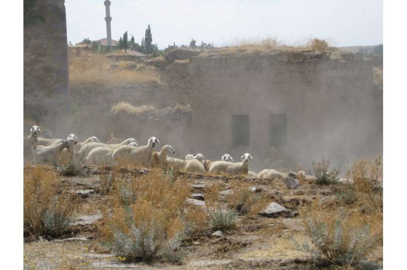 Genetic Bottleneck in Early Sheep Husbandry: Insights from Aşıklı Höyük