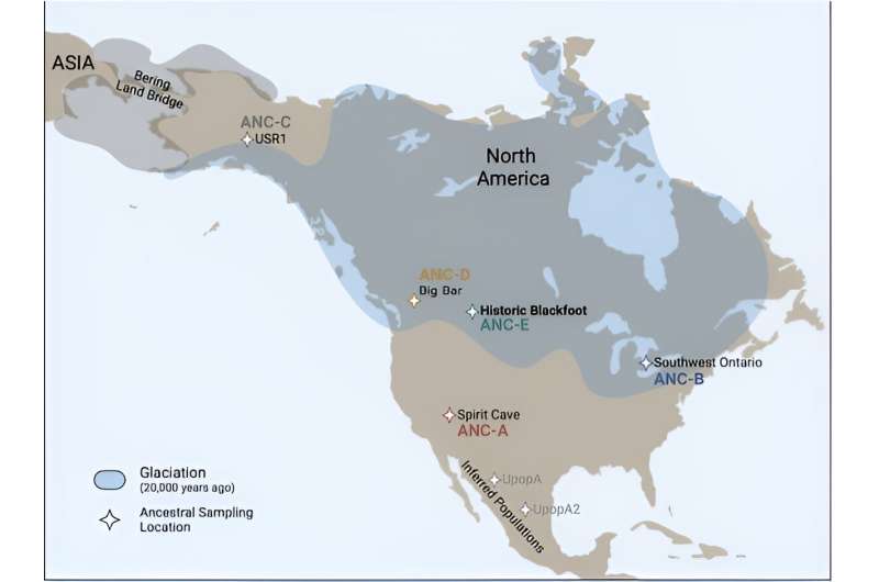 Blackfoot Confederacy Origins: A Genomic Lineage Study