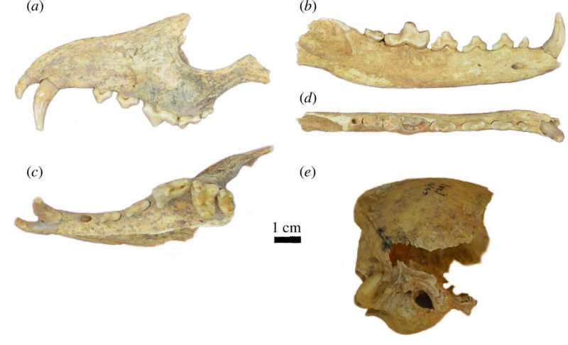 Ancient Argentinian Burial Reveals Evidence of Human-Animal Bond: Fox Bones Found