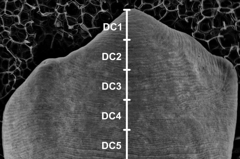 AI Revolutionizes Dental Anthropology: Reconstructing Growth Lines with Neural Networks