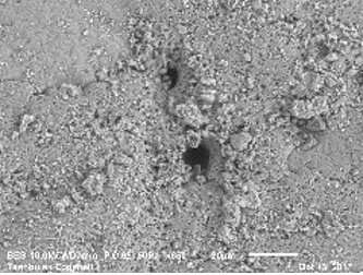 Ancient Chickens: New Research Reveals 2000-Year History on the Silk Road