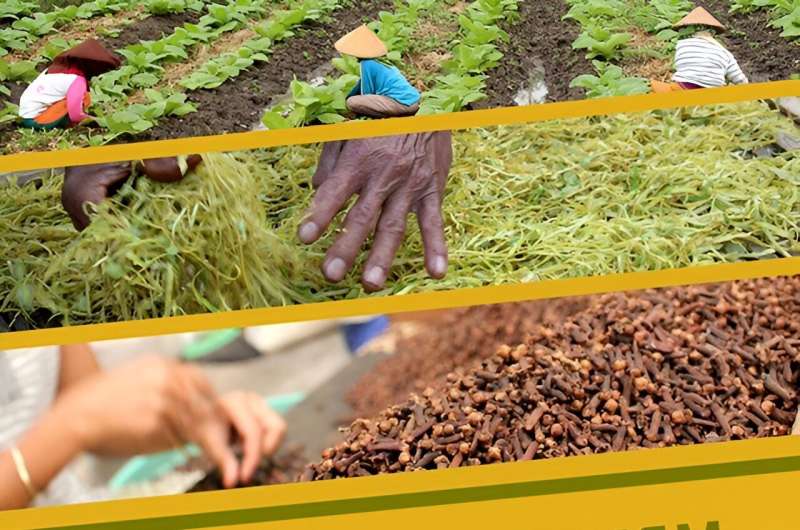 Kretek in Indonesia: Understanding its Popularity and Cultural Significance