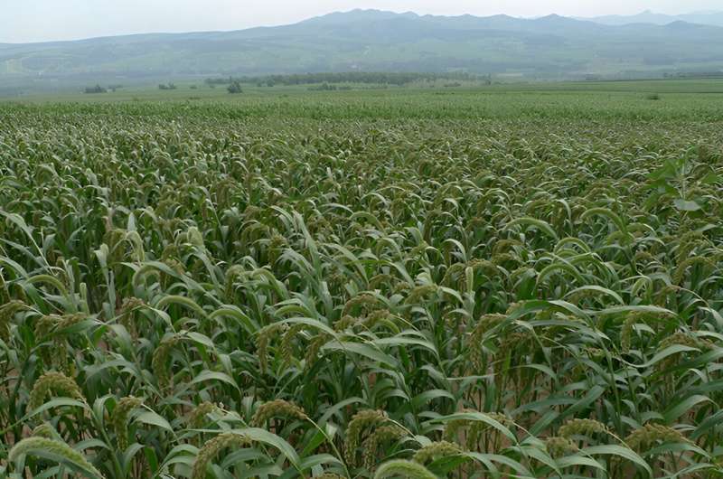 Archaeological Discovery: How Crop & Animal Migration Shaped Domestication