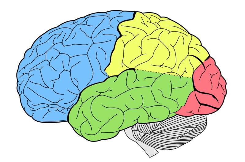 Neuroscience & Politics: What Your Brain Reveals About Political Affiliation