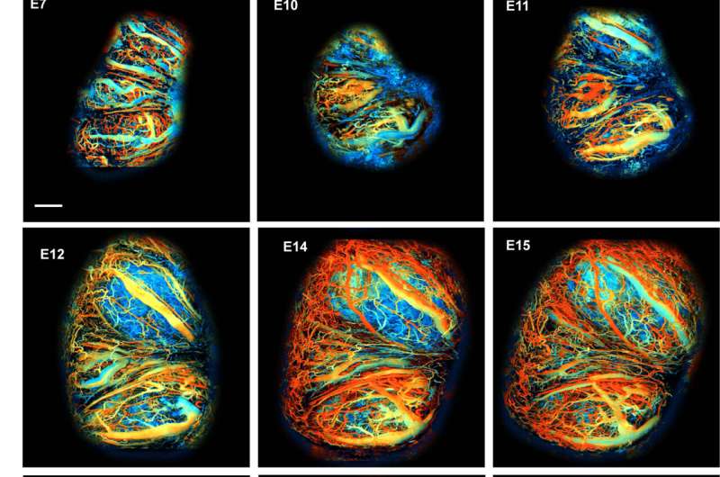Scientific Highlights: Placental Hemodynamics & Novel Species Discovered