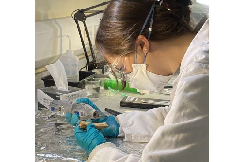 Tudor Horse Cemetery Uncovers Elite Animal Trade Secrets