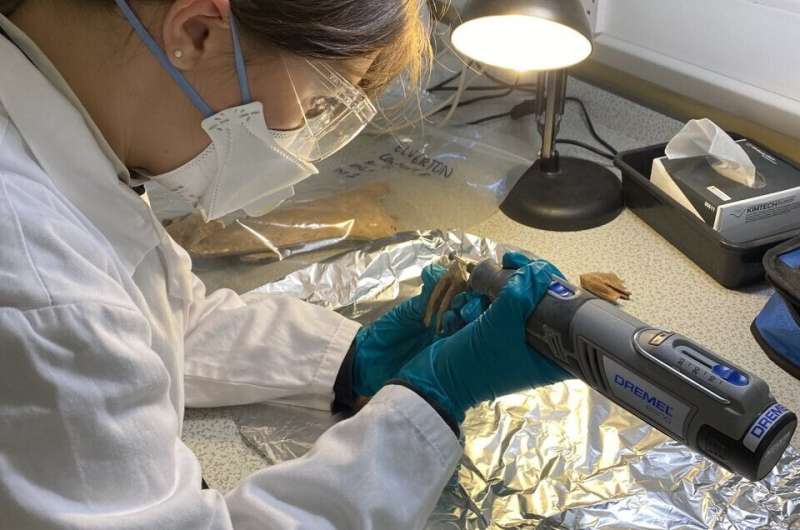 Tudor Horse Cemetery Uncovers Elite Animal Trade Secrets