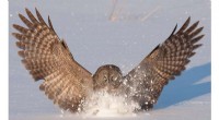 Owl Wing Shape Cuts Aircraft and Wind Turbine Noise