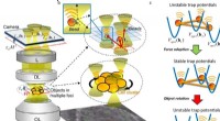 Researchers Unveil Feedback‑Controlled Optical Tweezers for Precision Manipulation