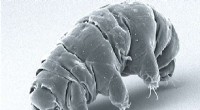Experts Challenge Study Claiming Tardigrade Entanglement with Superconducting Qubits