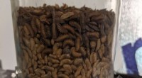 Optimizing Airflow to Maximize Black Soldier Fly Larvae for Sustainable Food Production